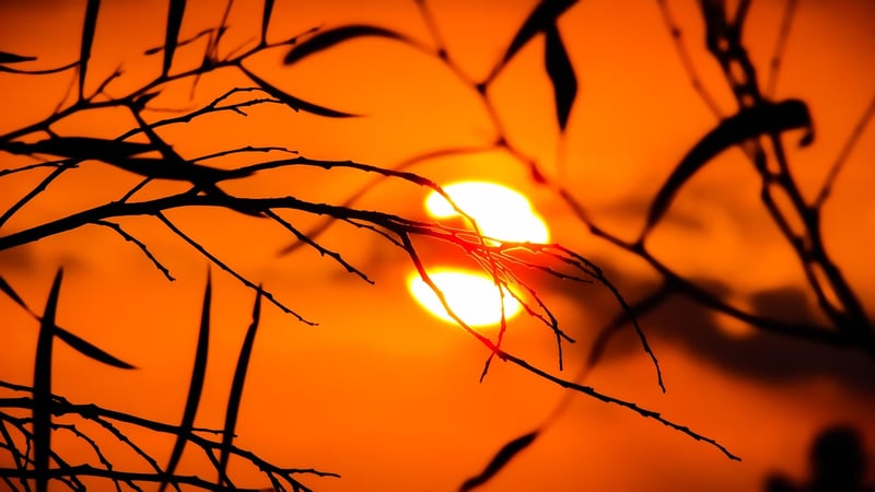 Sunlight Needs