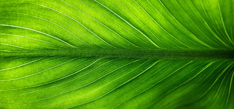 Green plants in nature