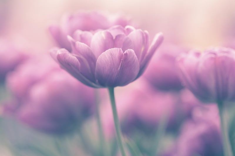 Spring Flowers